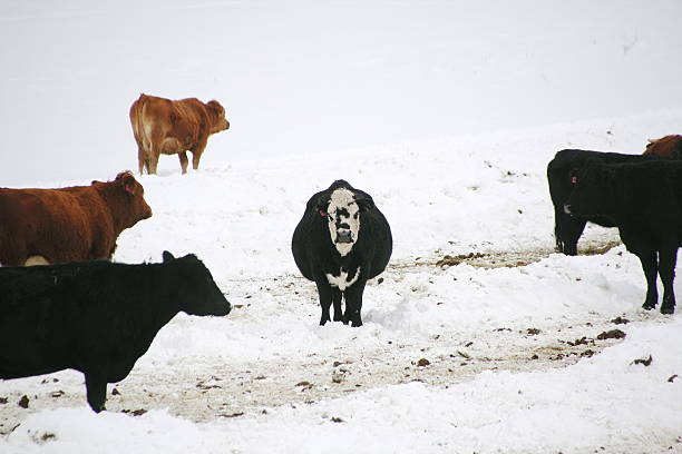 istock Canadienne Cow Among the Herd in Winter 532089931