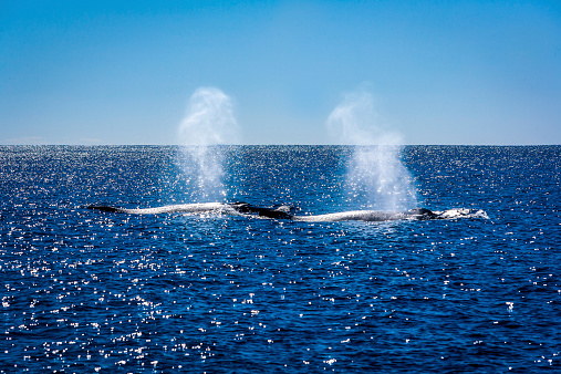 Two Killer (Orca) Whales migrate North up the Ningaloo Reef, Western Australia, Moments before  the image was taken they had killed a baby humpback whale.
