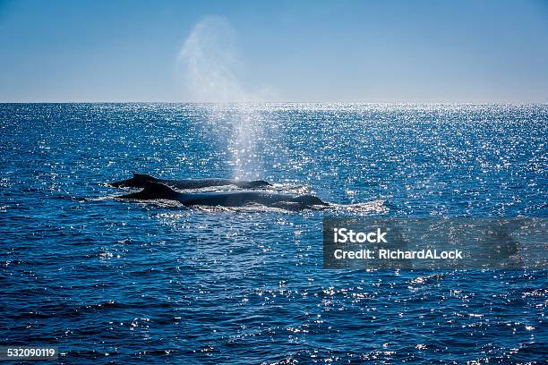 Killer Whales Ningaloo Reef Western Australia Stock Photo - Download Image Now