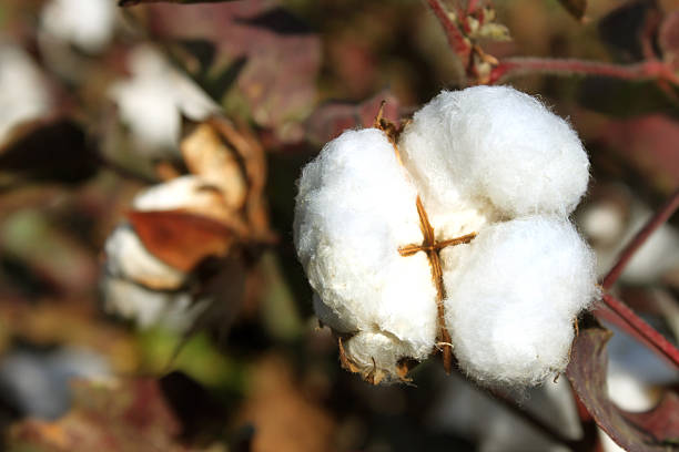 コットンの花 - cotton flower textile macro ストックフォトと画像
