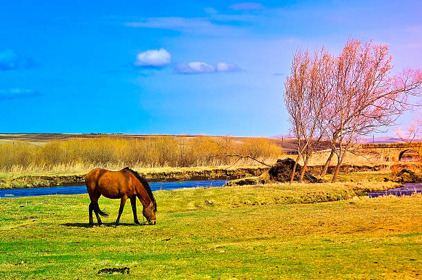 istock horse on the field 532090269