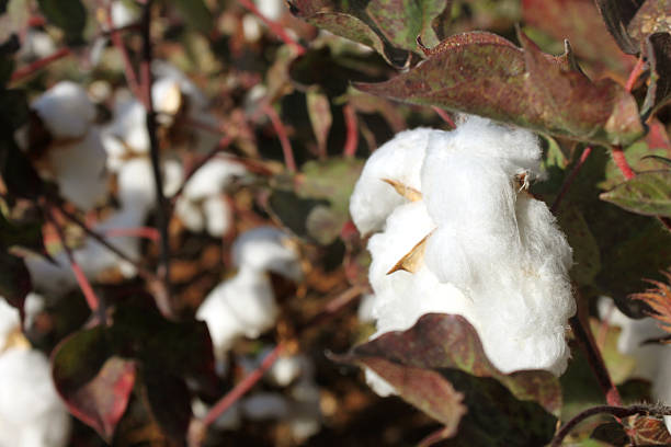 大人と大きなコットンの花 - cotton flower textile macro ストックフォトと画像