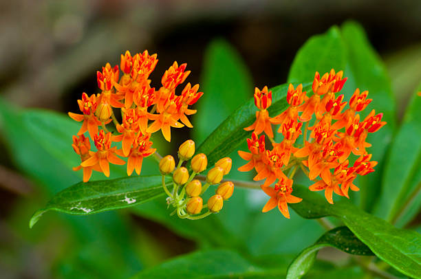 Milkweeds
