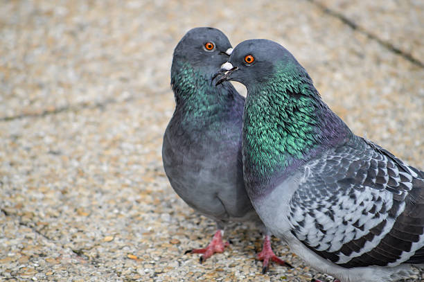 istock Pigeons with their heads crossed 532090717
