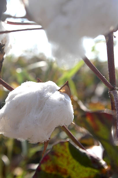 cotton blume hinter der sonne - cotton flower textile macro stock-fotos und bilder