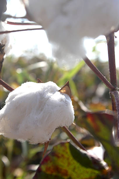 flor de algodão atrás do sol - cotton flower textile macro imagens e fotografias de stock