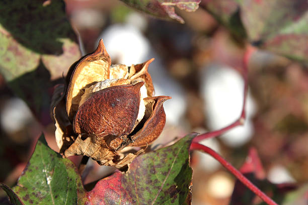 cotton blume bud - cotton flower textile macro stock-fotos und bilder