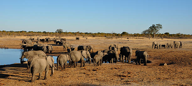 istock Herds of elephants at a waterhole 532092493