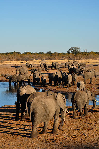 istock Herds of elephants at a waterhole 532092495