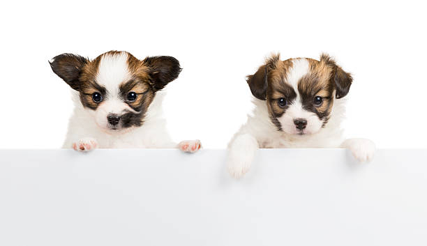 istock Two Papillon puppies on white background 532093405