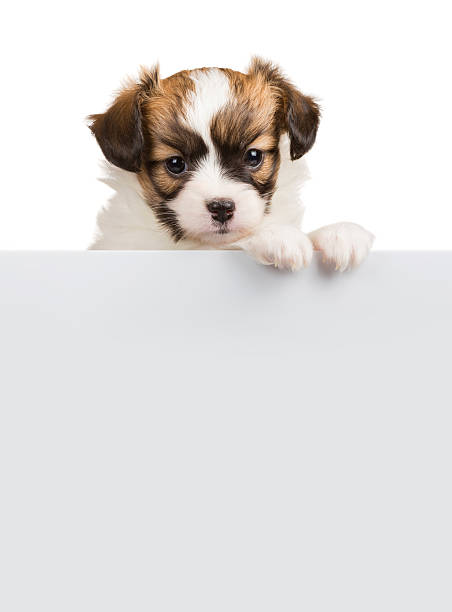 istock Cute little puppy Papillon leans on blank banner 532093411