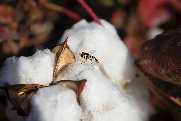 пчела на взрослых и большой хлопок с цветочным принтом - cotton flower textile macro стоковые фото и изображения