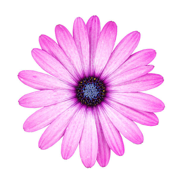 istock Violet Pink Osteosperumum Flower Daisy Isolated on White Backgro 532094357