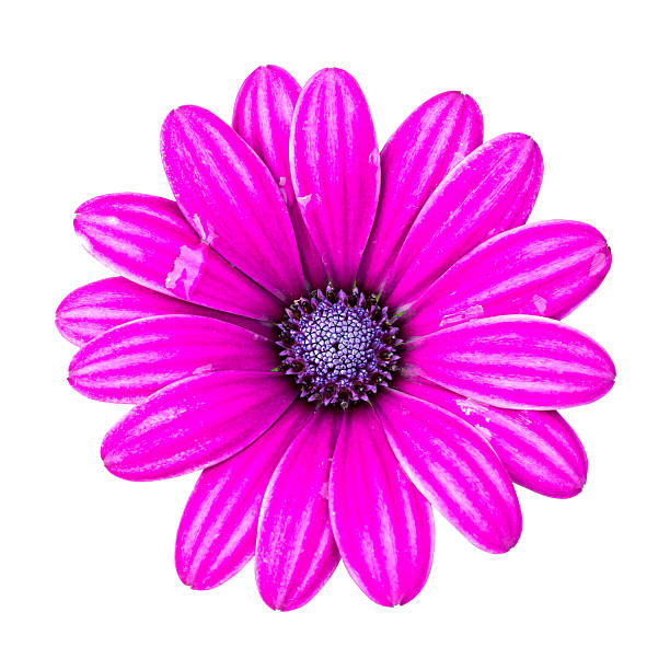 istock Violet Pink Osteosperumum Flower Daisy Isolated on White Backgro 532094543