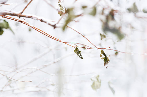 Frost and snow covered birch tree branch with leaves stock photo