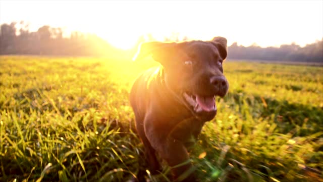 SLO MO Puppy running in grass