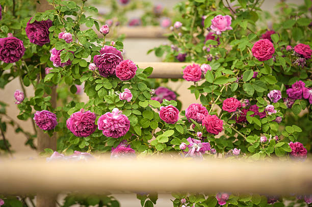Rose garden with beautiful pink roses stock photo