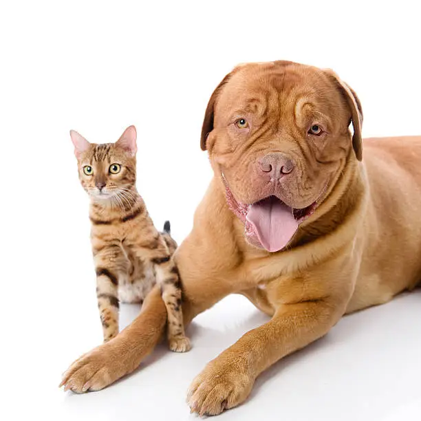 Dogue de Bordeaux (French mastiff) and Bengal cat (Prionailurus bengalensis) together. isolated on white background