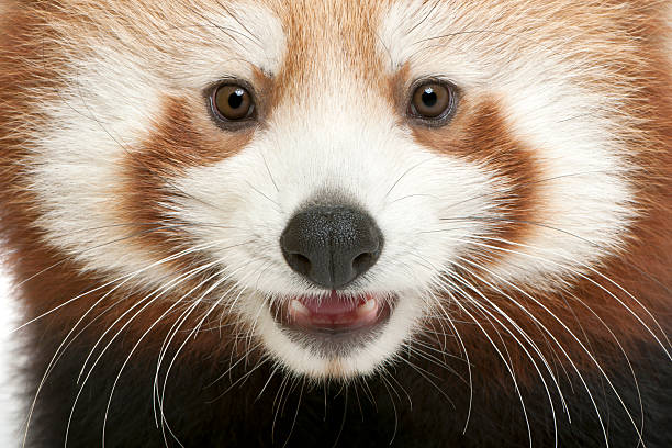 Close-up of Young Red panda or Shining cat, Ailurus fulgens, 7 months old