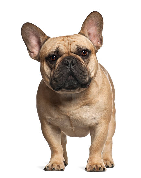 istock French Bulldog standing against white background 532103974