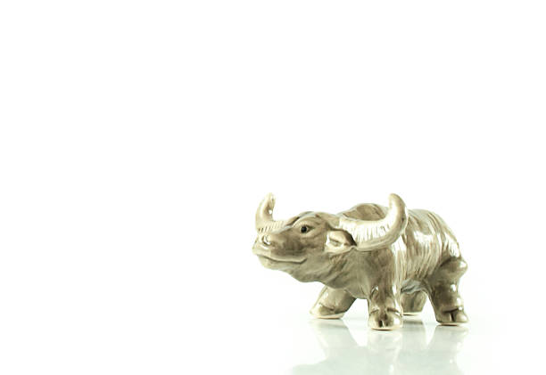 istock buffalos close up isolated on white background 532104526