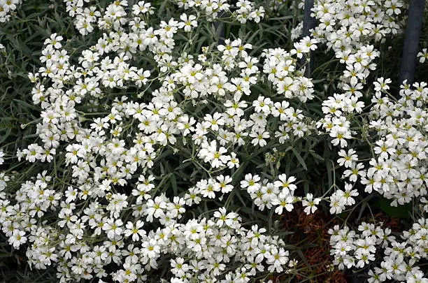 white blossoms Gypsophila repens on a bush in springtime