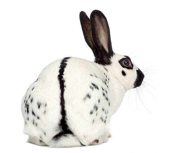 istock English Spot Rabbit isolated on white 532104694