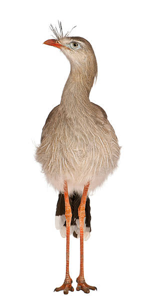 Red-legged Seriema or Crested Cariama, Cariama cristata, standing in front of white background