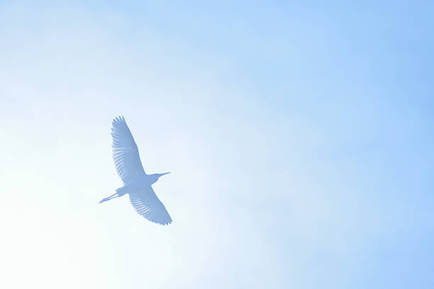 Egret spreads its wings and fly in the blue sky.