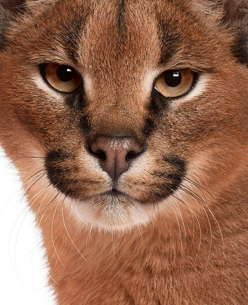 Close-up of Caracal, Caracal caracal, 6 months old, Close-up of Caracal, Caracal caracal, 6 months old, in front of white background caracal photos stock pictures, royalty-free photos & images