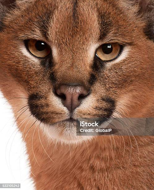 Closeup Of Caracal Caracal Caracal 6 Months Old Stock Photo - Download Image Now