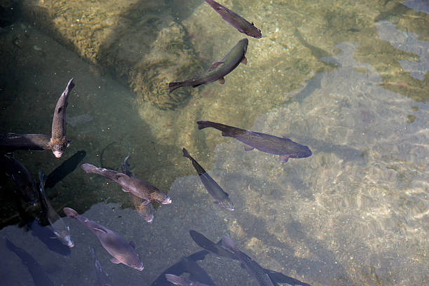 istock Trout in the pond 01 532105850