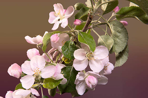 Apple blossoms on dark background inhomogeneous with dew drops stock photo