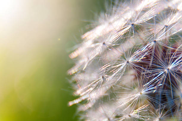 istock Close-up of dandelion seeds lit by soft sunlight 532106744