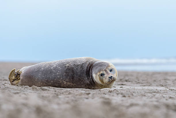 공통접지 직인 (Phoca vitulina 스톡 사진