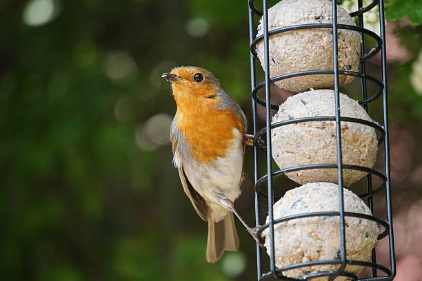 istock Robin Redbreast On Garden Bird Feeder 532107930