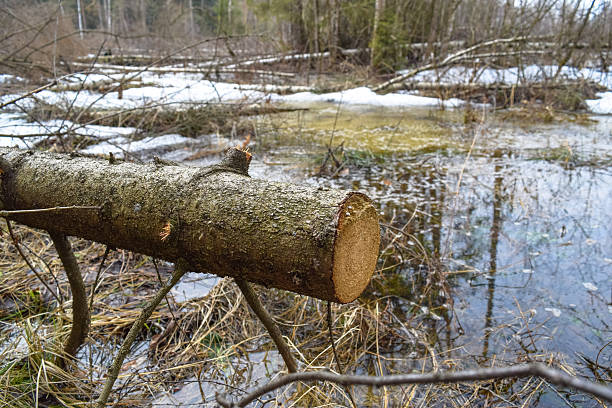 istock Felled tree in the forest of Russia 532108386