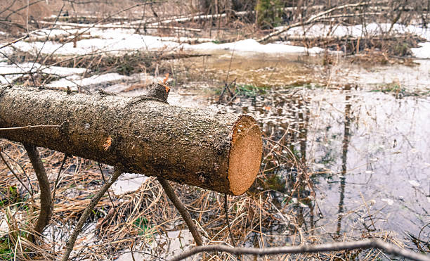 istock Felled tree in the forest of Russia 532108542