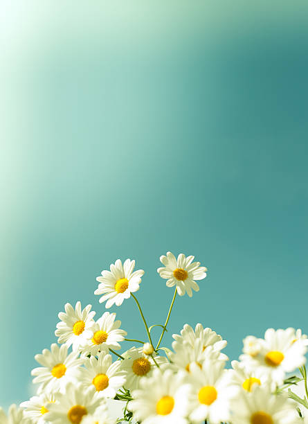 branco margarida flores contra o céu - chamomile daisy sky flower imagens e fotografias de stock
