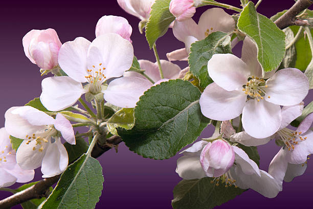 Apple blossoms on a dark-violet background stock photo