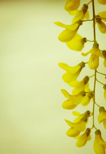 Robinia pseudoacacia tree flowers, know as black locust, yellow,
