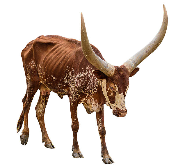 istock Watusi cattle on white background. 532110506