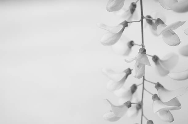 istock Robinia pseudoacacia tree flowers, know as black locust 532110552