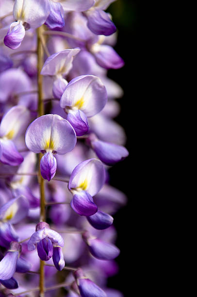 istock Robinia pseudoacacia tree flowers, know as black locust 532110600