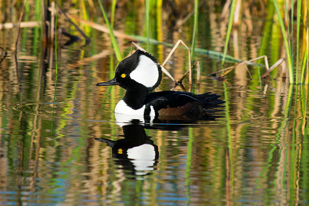 istock Male hooded merganser 532111949