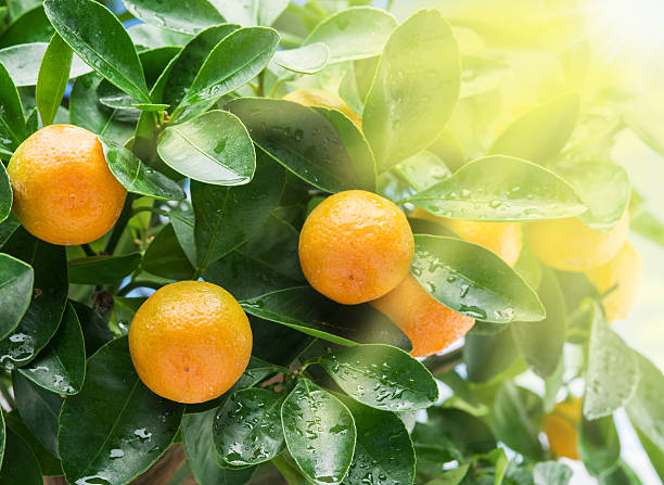 istock Ripe tangerine fruits on the tree in the sunlight. 532112890