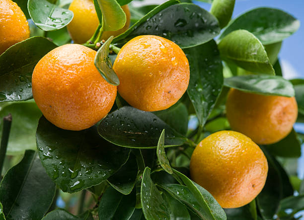 istock Ripe tangerine fruits on the tree. 532112906