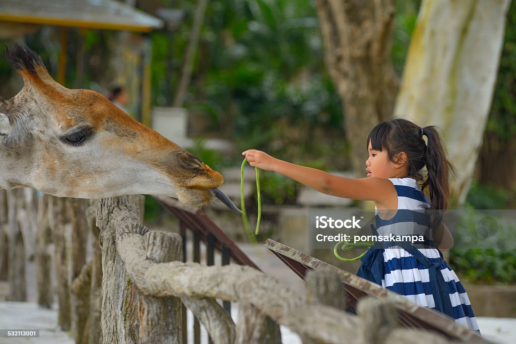 Kleines Mädchen Fütterung eine giraffe im zoo. - Lizenzfrei Zoo Stock-Foto