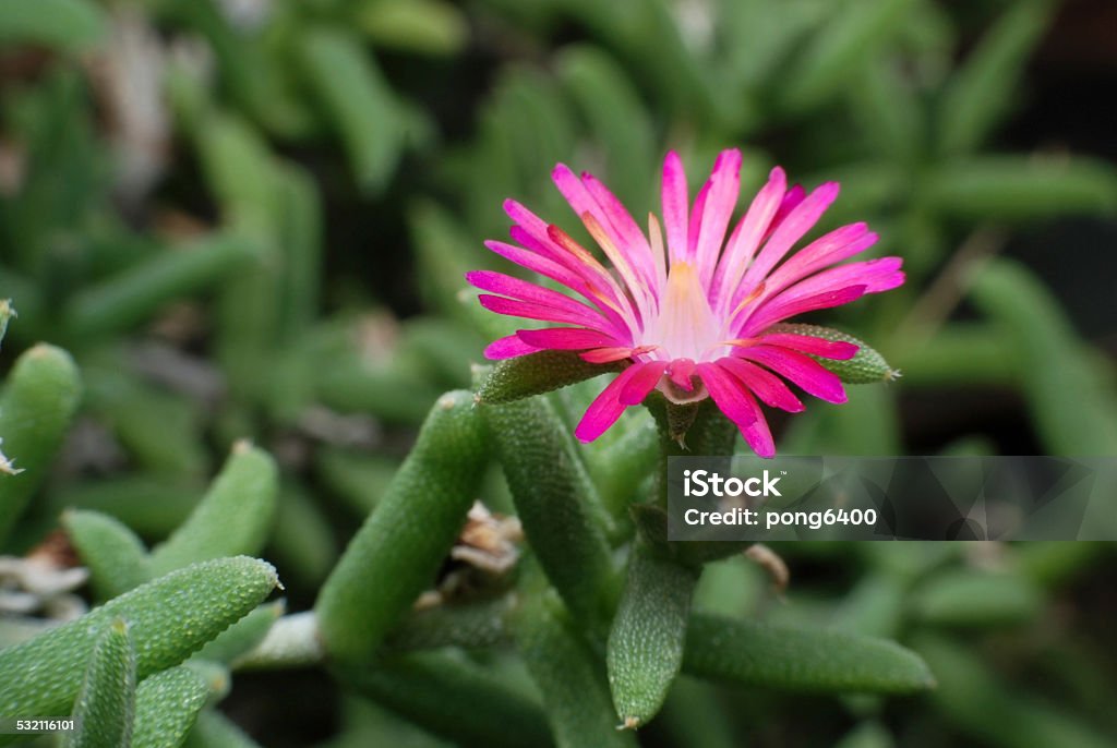 Pink Flower. 2015 Stock Photo