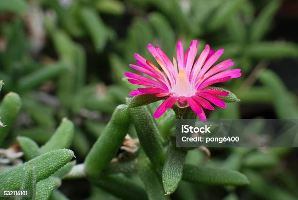 Pink Flower Stock Photo - Download Image Now - 2015, Beauty, Beauty In Nature